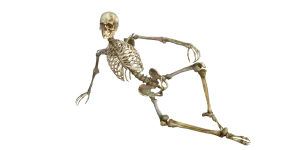 Kostra